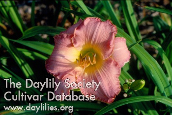 Daylily Baroque Brocade